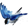Blue bird - Zwierzęta - 