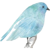 Blue bird - Animais - 