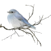 Blue bird - Animais - 