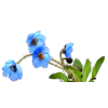 Blue flowers - Plantas - 