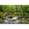 Bodmin Moor Cornwall UK - Nature - 
