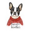 Boston Terrier Sweater Pic - Animales - 