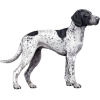 Braque d'Auvergne French dog - Animais - 