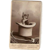 British cat cabinet card c1900s - 动物 - 