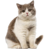British shorthair cat - Animais - 