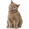 British shorthair cat - Animali - 