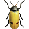 Bug - Illustraciones - 