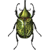 Bugs - Illustrations - 