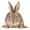 Bunny - Животные - 