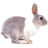 Bunny - Živali - 