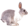 Bunny - 動物 - 