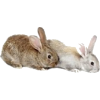 Bunny - Животные - 