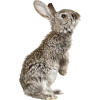 Bunny - 动物 - 