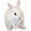 Bunny - 动物 - 