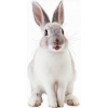 Bunny - Animals - 