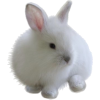 Bunny - 動物 - 