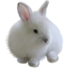 Bunny - Životinje - 