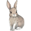 Bunny - Rascunhos - 