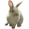 Bunny - Illustrazioni - 