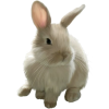 Bunny - Animals - 