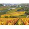 Burgundy France vineyards in autumn - Природа - 