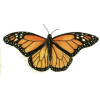 Butterflies - Illustrazioni - 