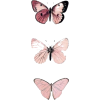 Butterflies - Illustrations - 