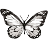 Butterflies - Illustraciones - 