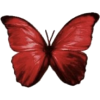 Butterfly - Illustrations - 