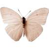 Butterflies - Rascunhos - 
