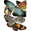 Butterflies - Ilustracije - 
