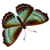 Butterfly - 動物 - 