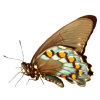 Butterfly - Živali - 