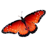 Butterfly - Animales - 