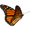 Butterfly - Životinje - 