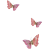 Butterfly - 动物 - 