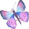 Butterfly - Illustraciones - 
