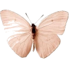 Butterfly - Illustrazioni - 