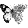 Butterfly - 插图 - 