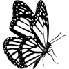 Butterfly - Illustrations - 
