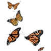 Butterfly - Ilustrationen - 