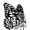 Butterfly - Illustrations - 