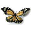 Butterfly - Ilustracje - 