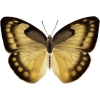Butterfly - Rascunhos - 