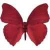 Butterfly - Illustraciones - 