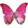 Butterfly - Ilustracije - 