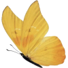 Butterfly - Illustrations - 