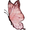 Butterfly’ - イラスト - 