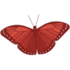 Butterfly - イラスト - 