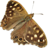 Butterfly - Predmeti - 